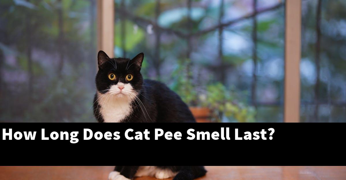 How Long Does Cat Pee Smell Last?