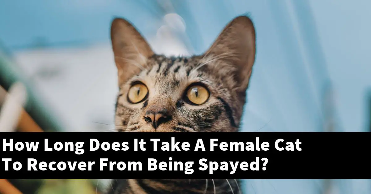How Long Does It Take A Female Cat To Recover From Being Spayed?