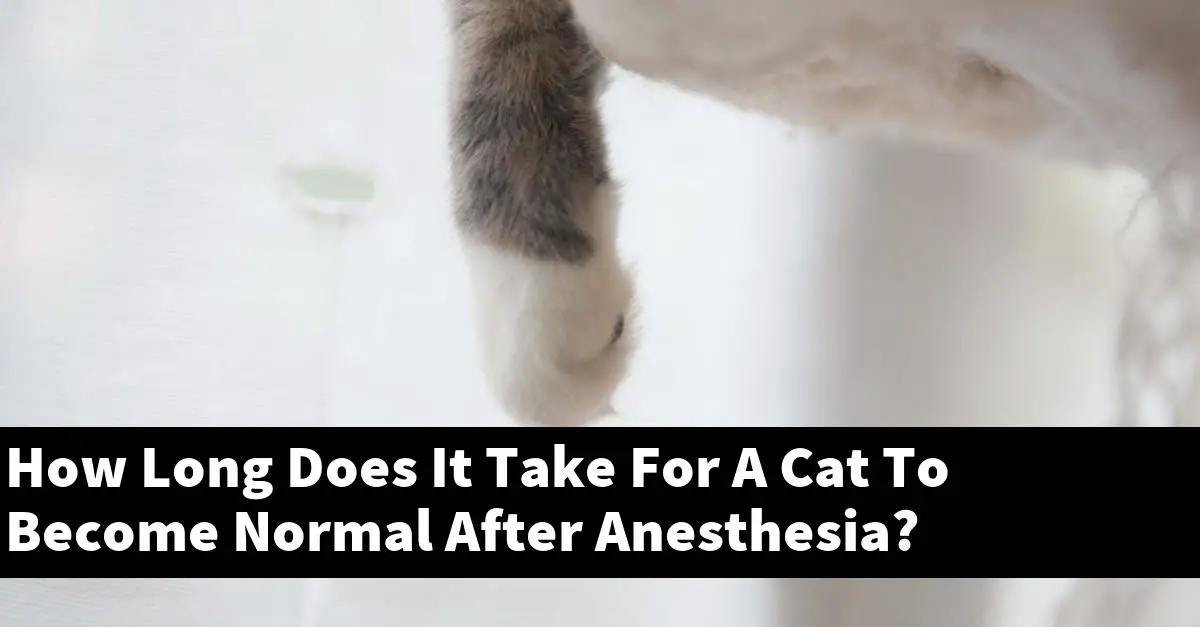 How Long Does It Take For A Cat To Become Normal After Anesthesia?