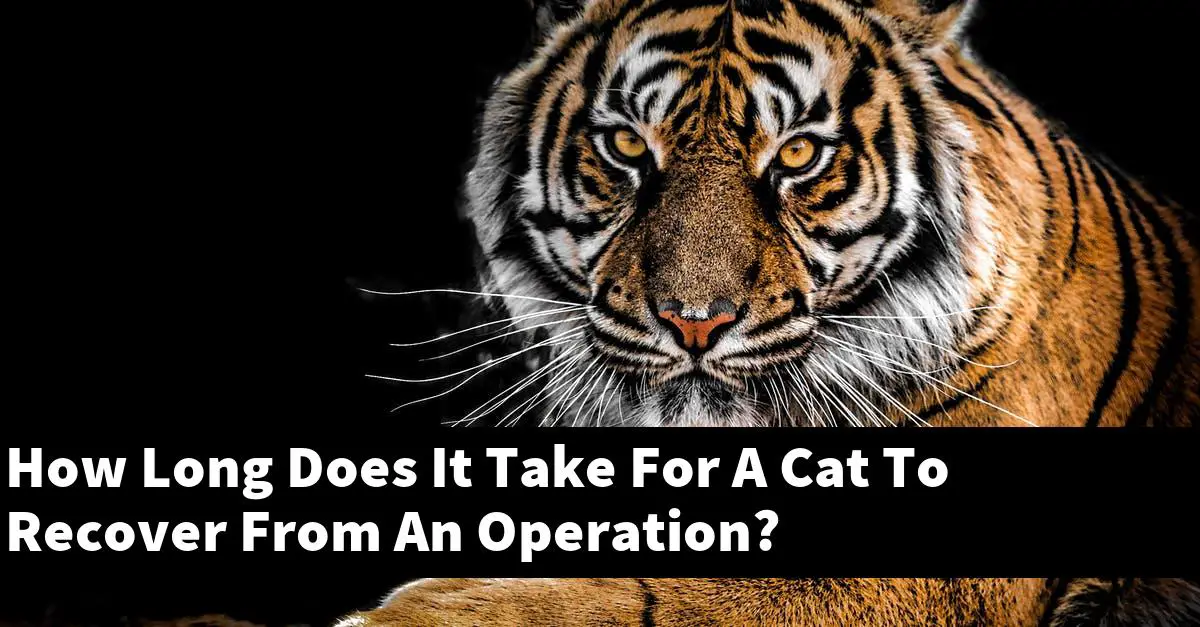How Long Does It Take For A Cat To Recover From An Operation?