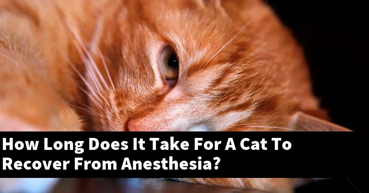 How Long Does It Take For A Cat To Recover From Anesthesia?