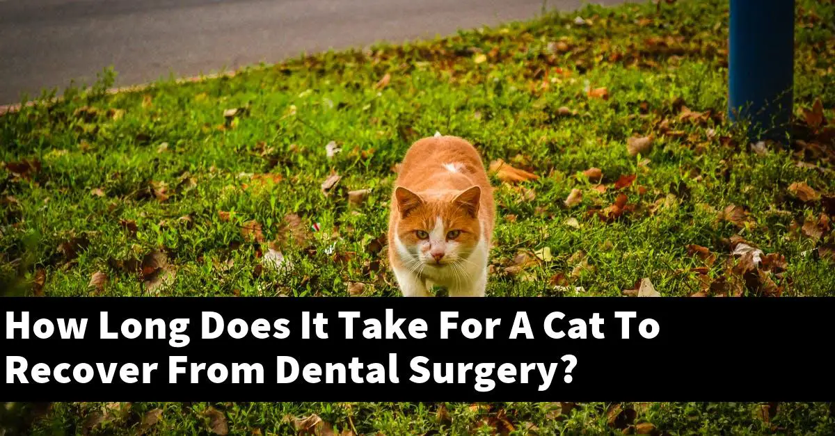 How Long Does It Take For A Cat To Recover From Dental Surgery?