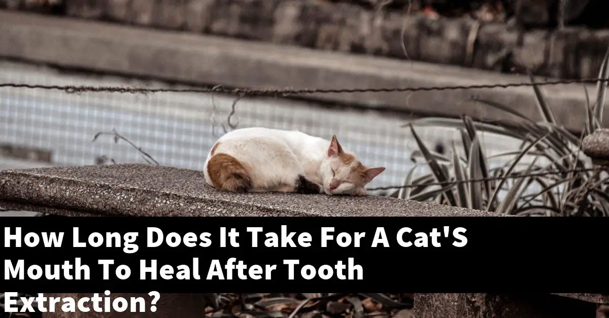 How Long Does It Take For A Cat'S Mouth To Heal After Tooth Extraction?