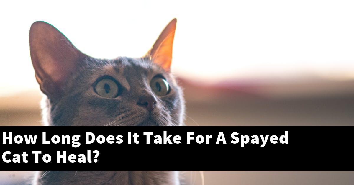 How Long Does It Take For A Spayed Cat To Heal?