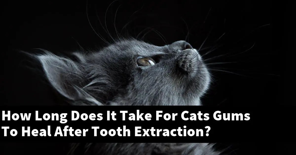 How Long Does It Take For Cats Gums To Heal After Tooth Extraction?