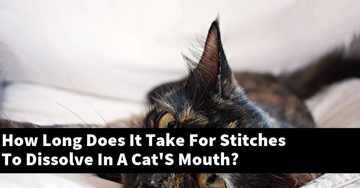 How Long Does It Take For Stitches To Dissolve In A Cat'S Mouth?
