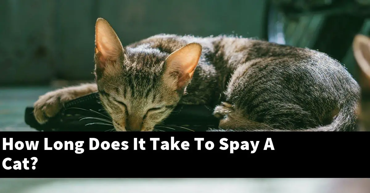 How Long Does It Take To Spay A Cat?