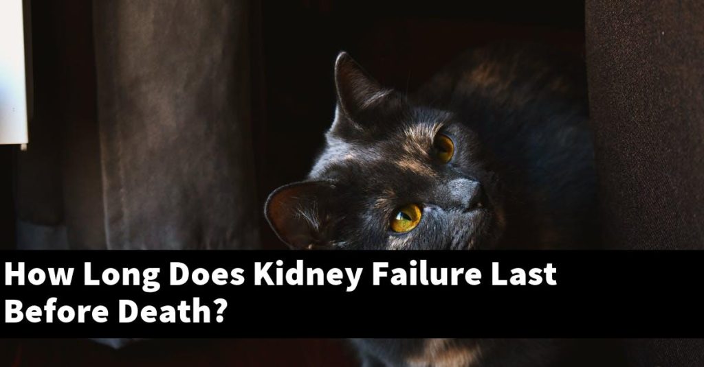 how-long-does-kidney-failure-last-before-death-explained