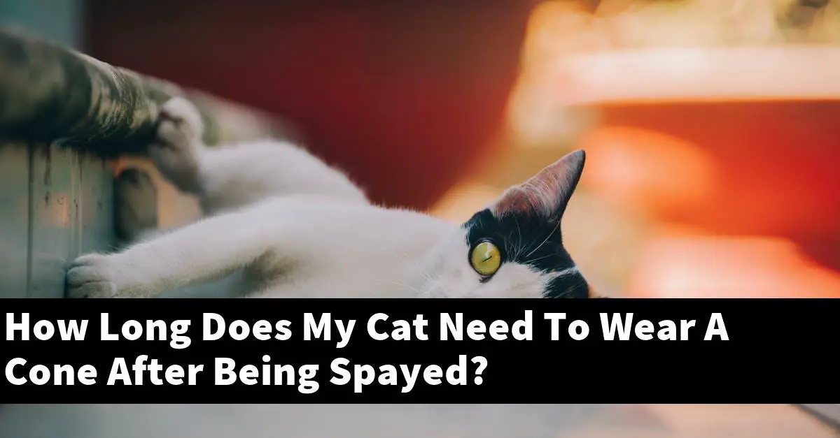 How Long Does My Cat Need To Wear A Cone After Being Spayed?