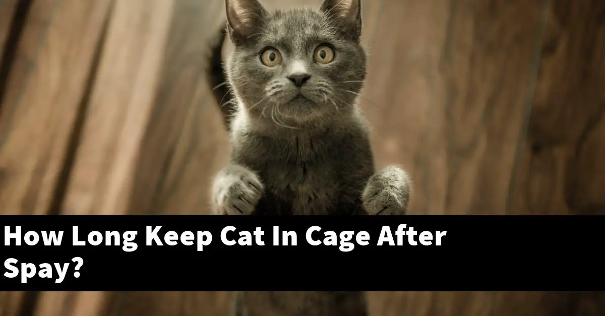 How Long Keep Cat In Cage After Spay?