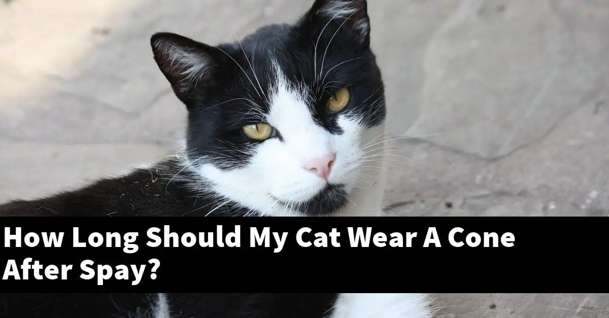 How Long Should My Cat Wear A Cone After Spay?