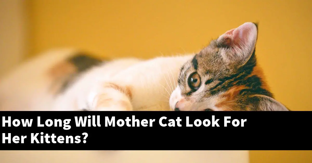 How Long Will Mother Cat Look For Her Kittens?
