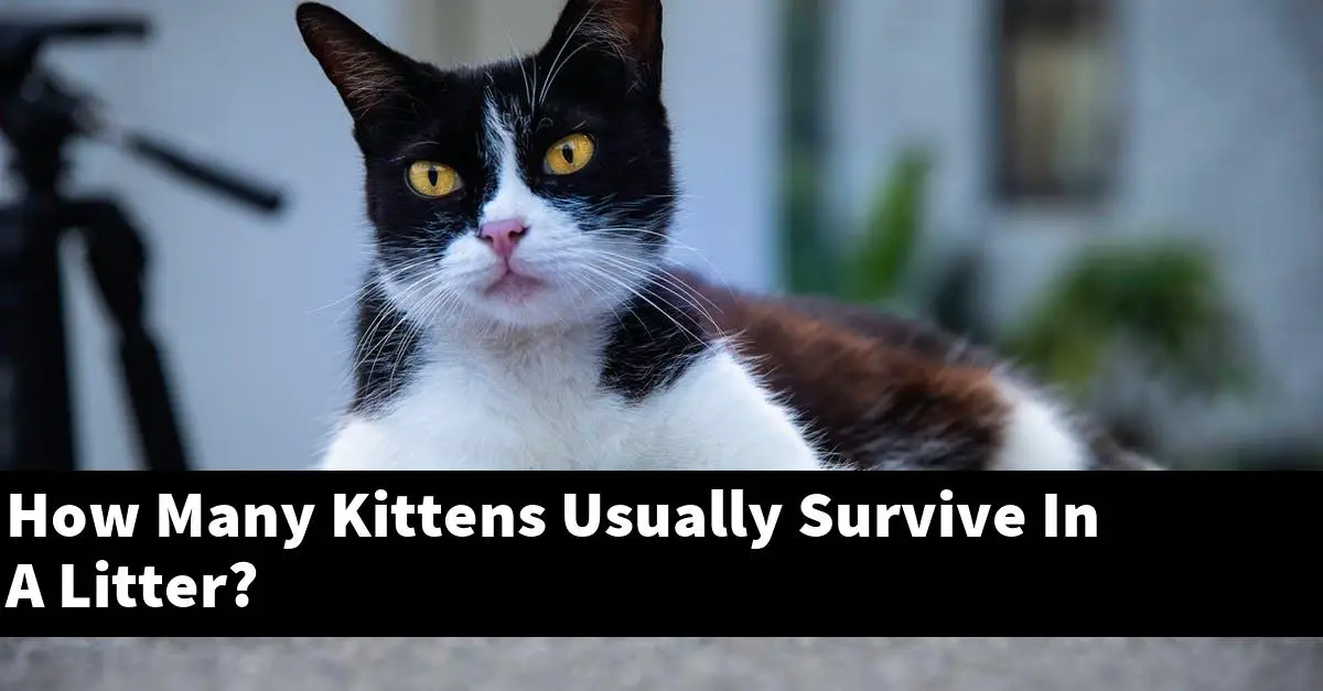 How Many Kittens Usually Survive In A Litter?