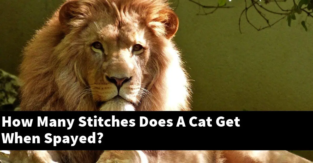 How Many Stitches Does A Cat Get When Spayed?