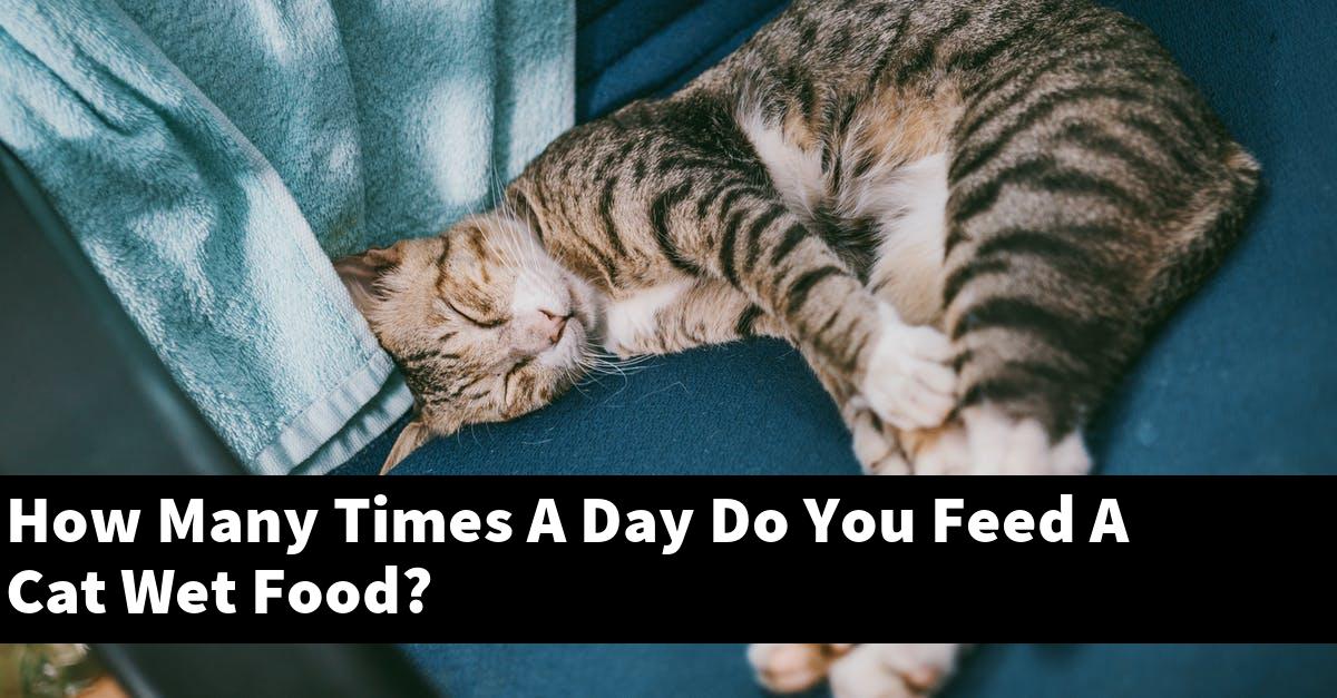 How Many Times A Day Do You Feed A Cat Wet Food?