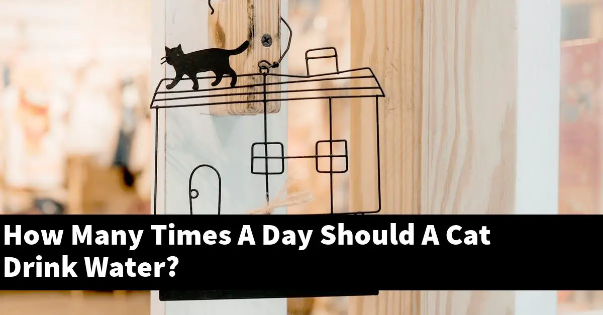 How Many Times A Day Should A Cat Drink Water?