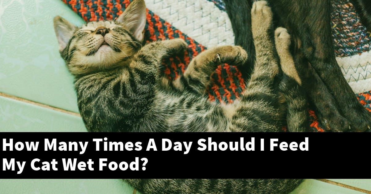 How Many Times A Day Should I Feed My Cat Wet Food?