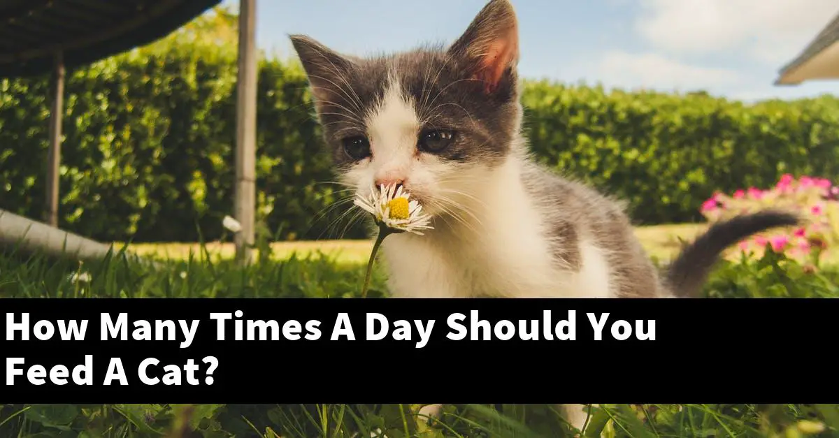 How Many Times A Day Should You Feed A Cat?