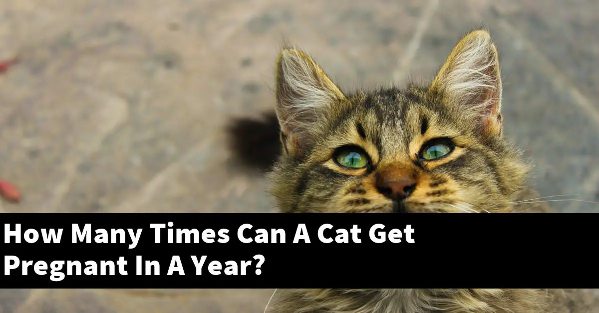 How Many Times Can A Cat Get Pregnant In A Year?
