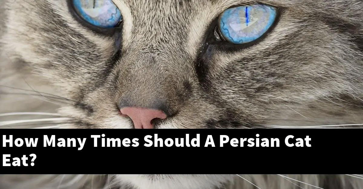 How Many Times Should A Persian Cat Eat?