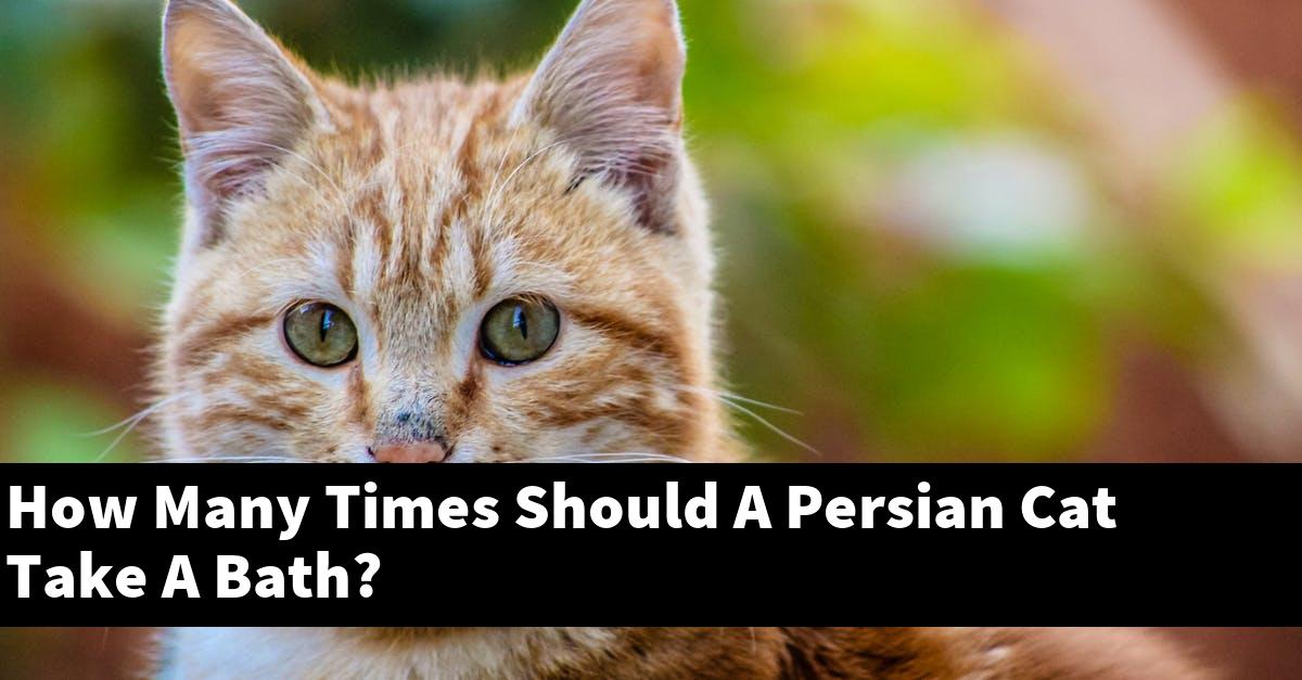How Many Times Should A Persian Cat Take A Bath?
