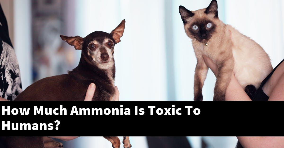 How Much Ammonia Is Toxic To Humans?