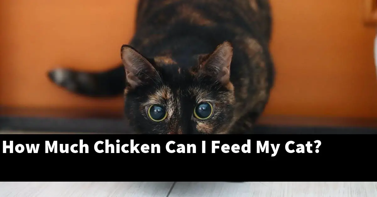 How Much Chicken Can I Feed My Cat?
