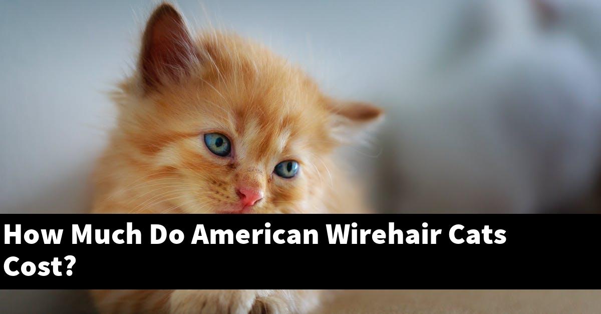 How Much Do American Wirehair Cats Cost?
