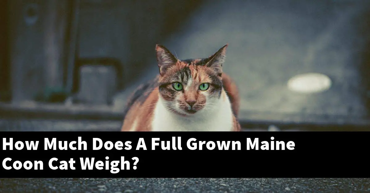How Much Does A Full Grown Maine Coon Cat Weigh?