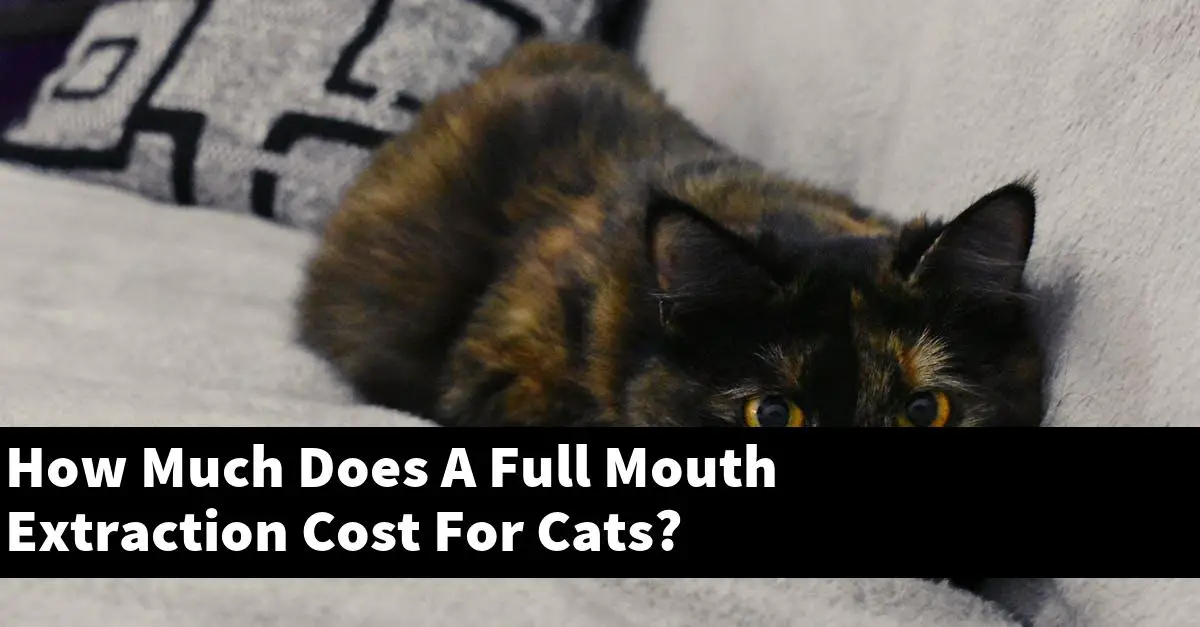 How Much Does A Full Mouth Extraction Cost For Cats?