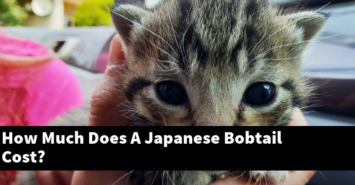 How Much Does A Japanese Bobtail Cost?