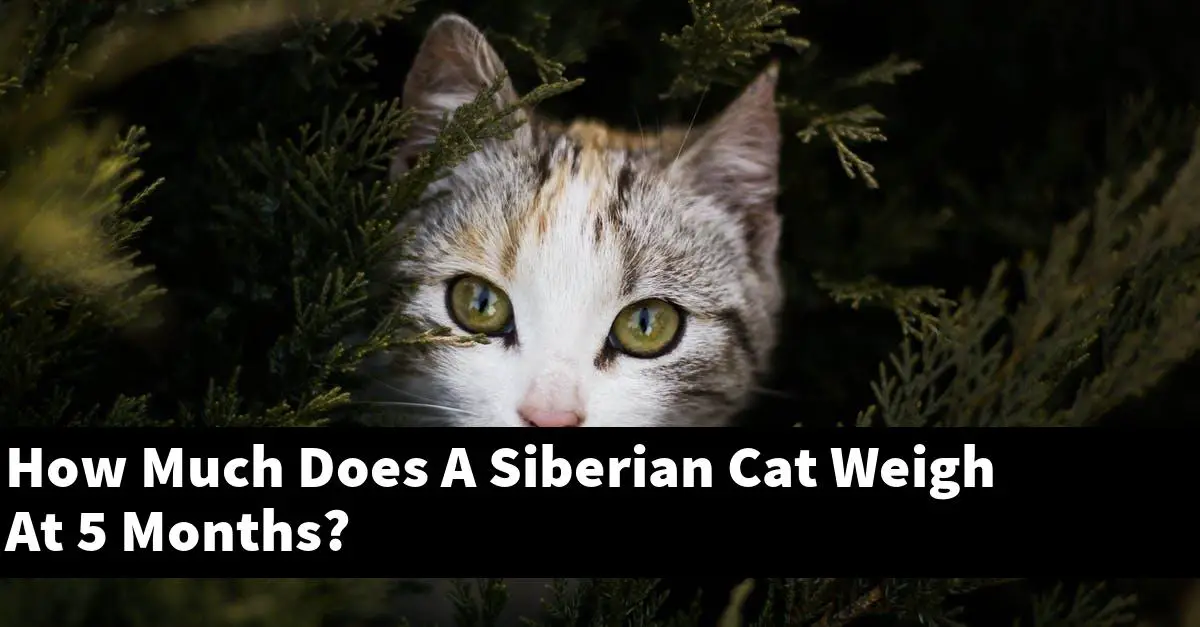 How Much Does A Siberian Cat Weigh At 5 Months?