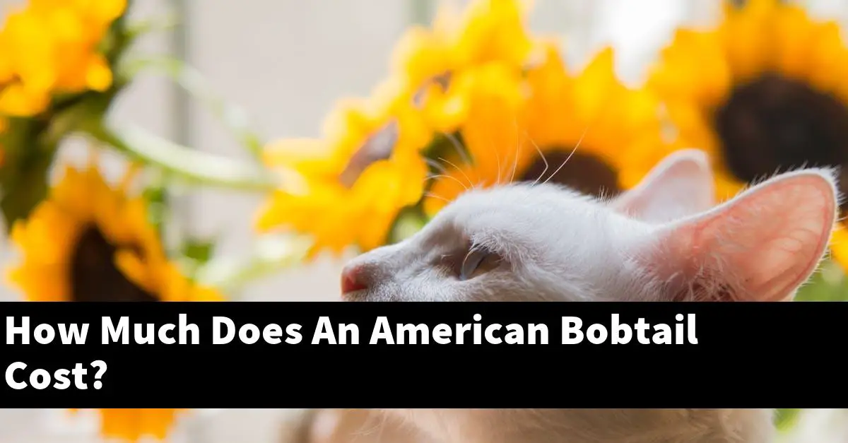 How Much Does An American Bobtail Cost?