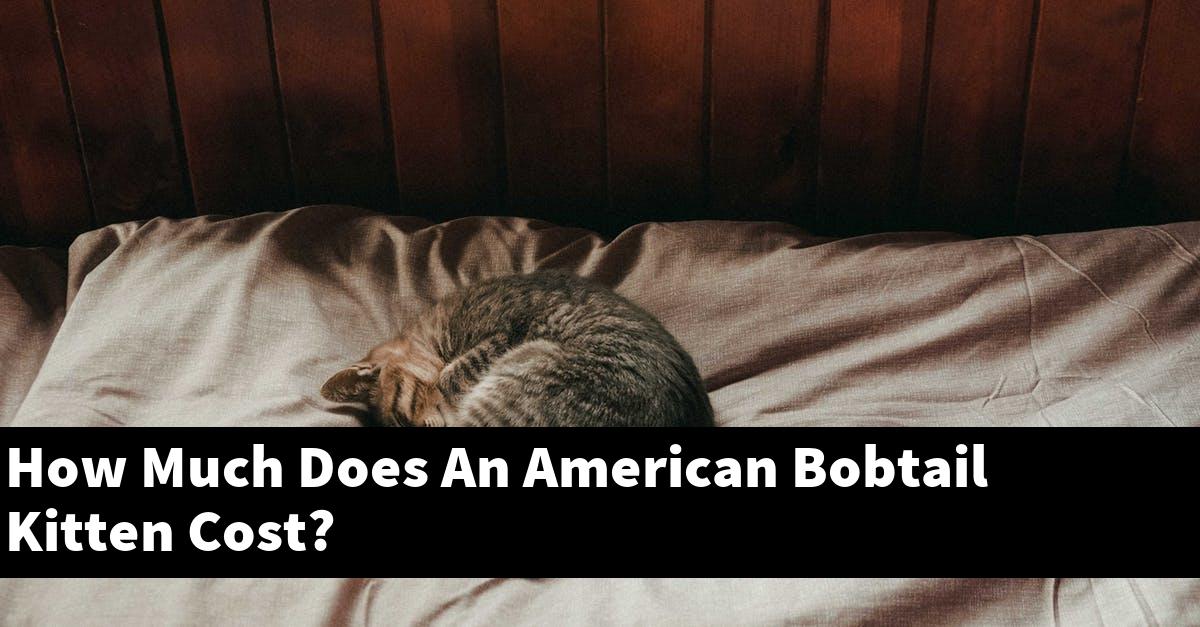 How Much Does An American Bobtail Kitten Cost?