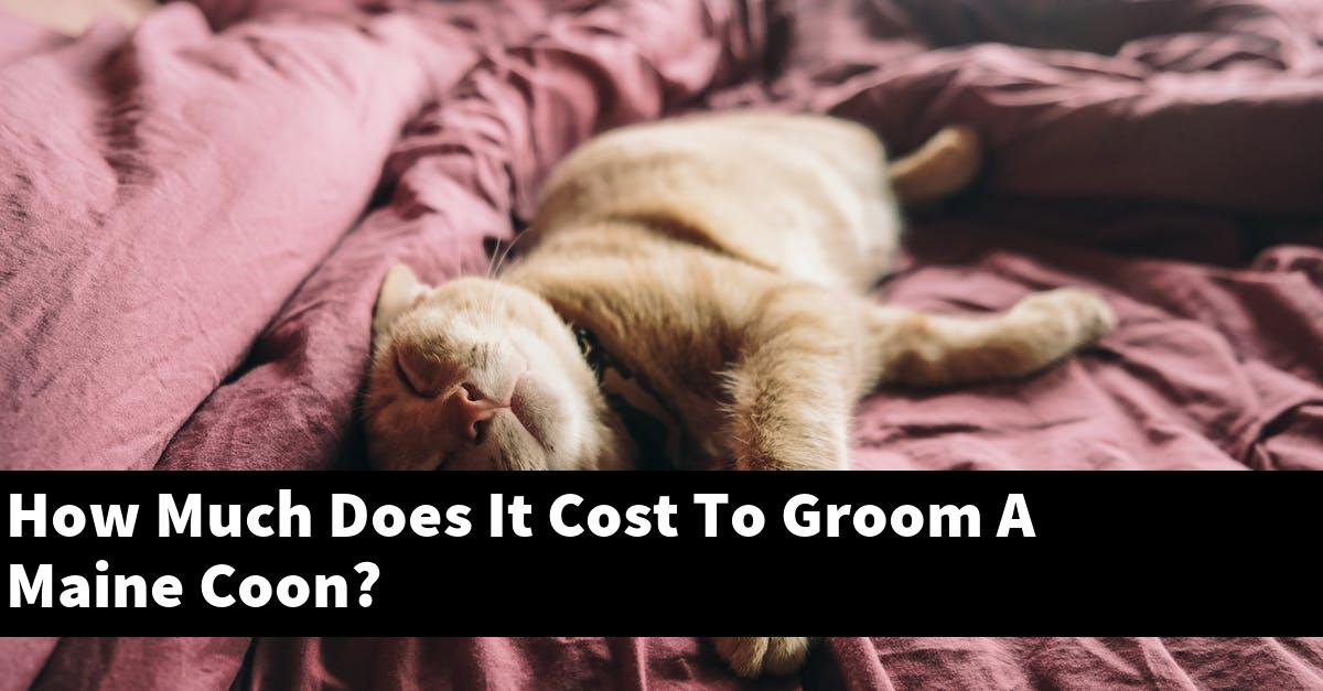 How Much Does It Cost To Groom A Maine Coon?