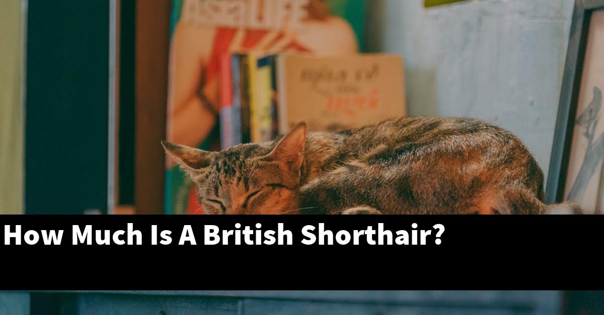 How Much Is A British Shorthair?