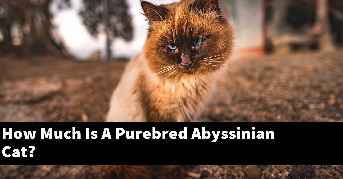 How Much Is A Purebred Abyssinian Cat?