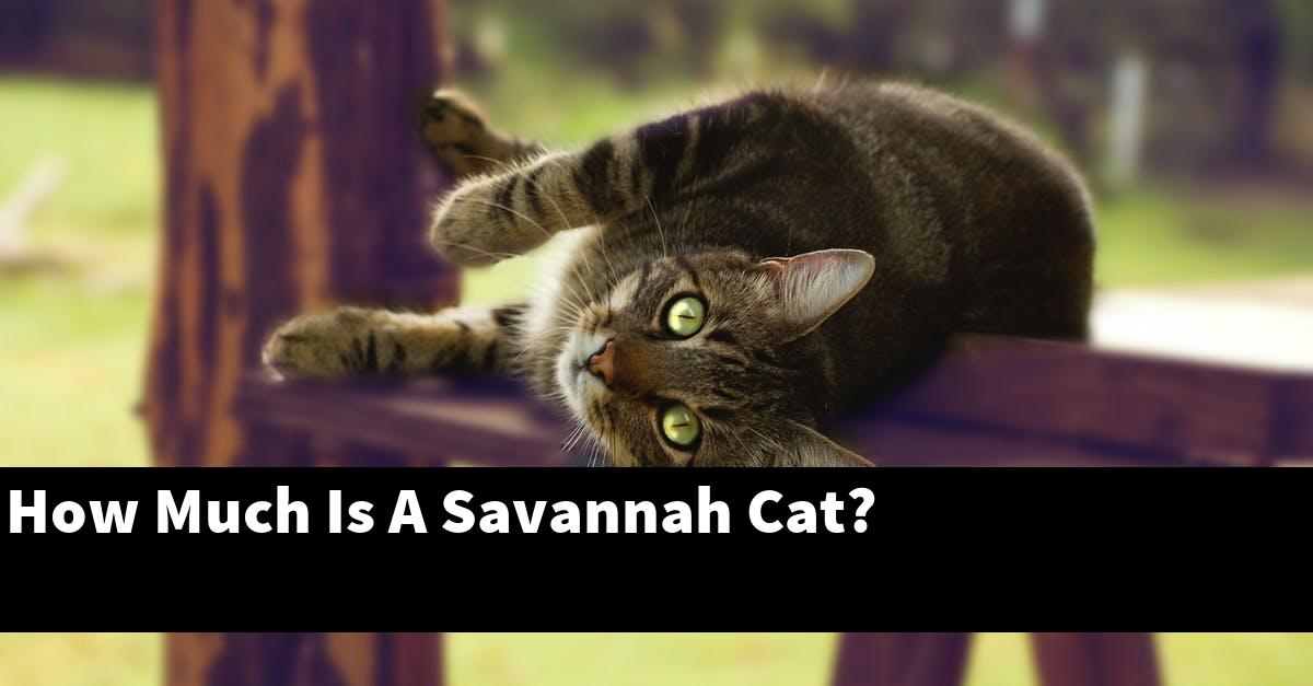 How Much Is A Savannah Cat?