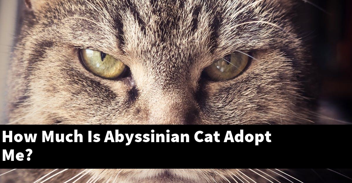 How Much Is Abyssinian Cat Adopt Me?