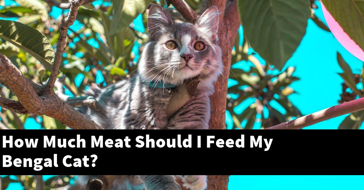 How Much Meat Should I Feed My Bengal Cat?
