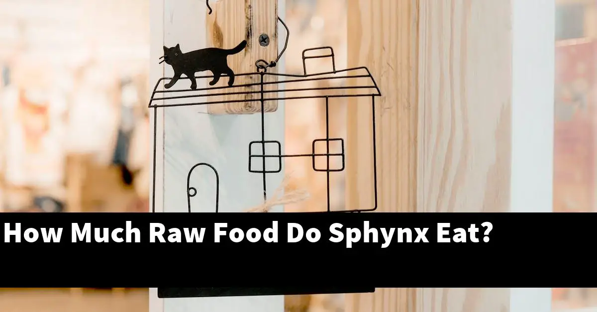 How Much Raw Food Do Sphynx Eat?
