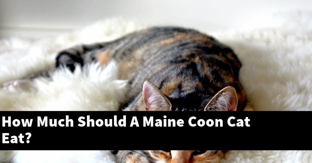 How Much Should A Maine Coon Cat Eat? [Explained]