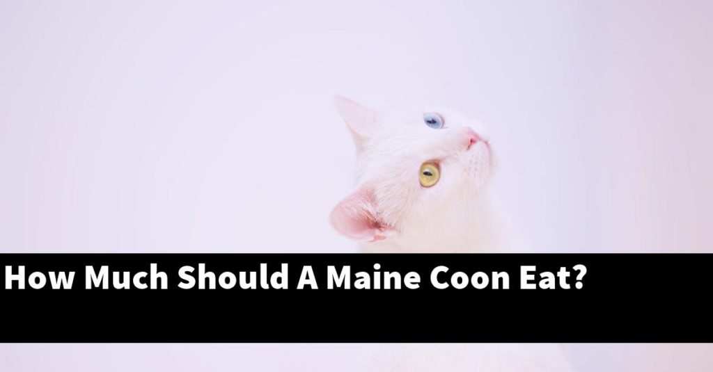 How Much Should A Maine Coon Eat? [Explained]
