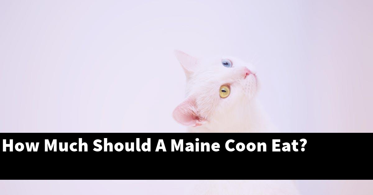 How Much Should A Maine Coon Eat?