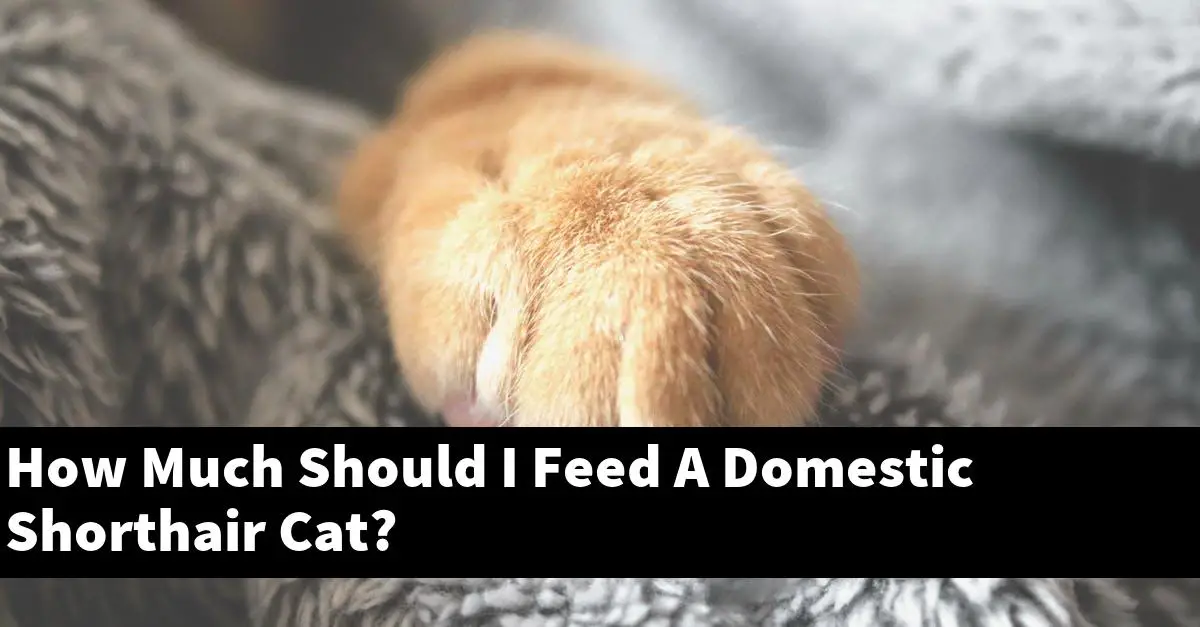 How Much Should I Feed A Domestic Shorthair Cat?