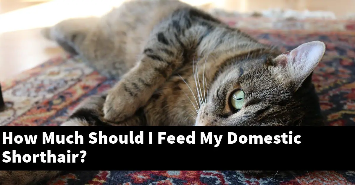 How Much Should I Feed My Domestic Shorthair?