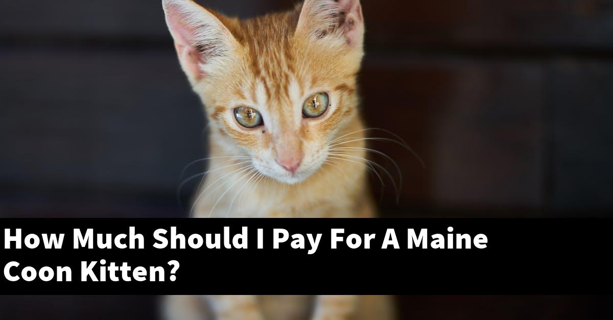 How Much Should I Pay For A Maine Coon Kitten?