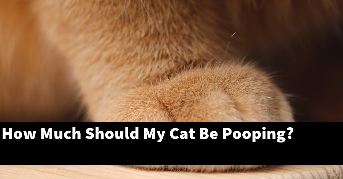 How Much Should My Cat Be Pooping?