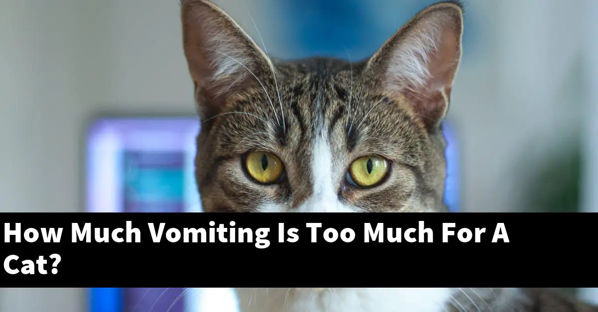 How Much Vomiting Is Too Much For A Cat?