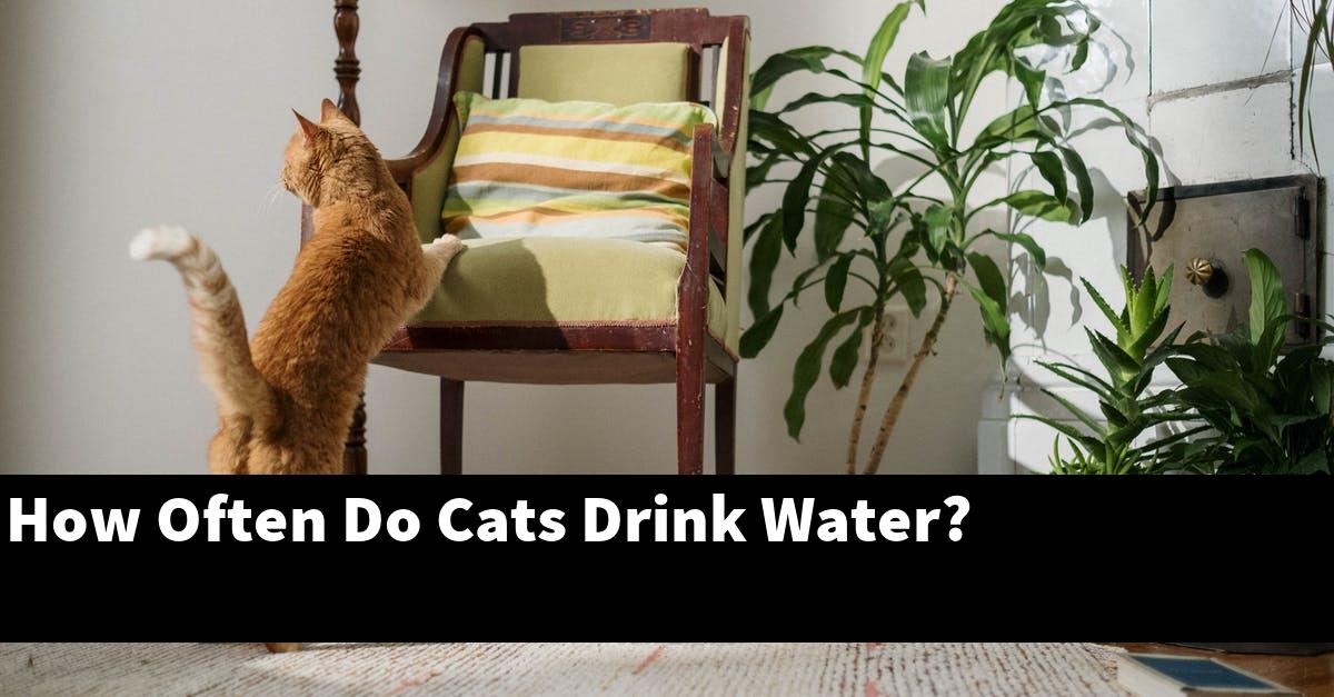 How Often Do Cats Drink Water?